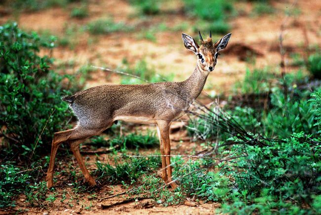 Safari Ngutuni et Séjour au Neptune Palm Beach Boutique Resort & Spa 4* pas cher photo 2
