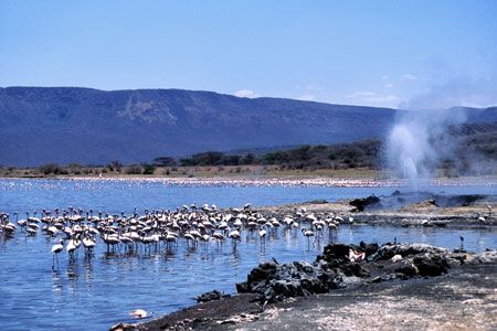 Safari Tsavo East 1N & Séjour au Pinewood Beach Resort & Spa 4* pas cher photo 2