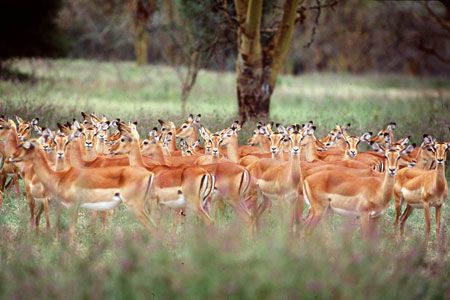 Safari Tsavo East – Amboseli et Séjour au Kappa Club AHG Lion Beach Resort 4*nl pas cher photo 2
