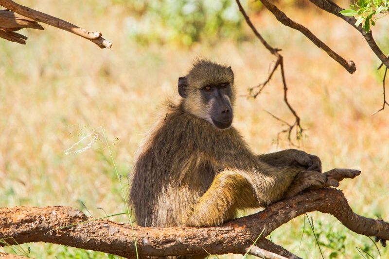 Safari Tsavo East – Amboseli et Séjour au Neptune Village Beach Resort & Spa 4* pas cher photo 2