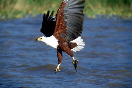 Safari Tsavo East 3J/2N et Séjour au KAPPA CLUB Crystal Bay Resort 4*sup nl pas cher photo 2