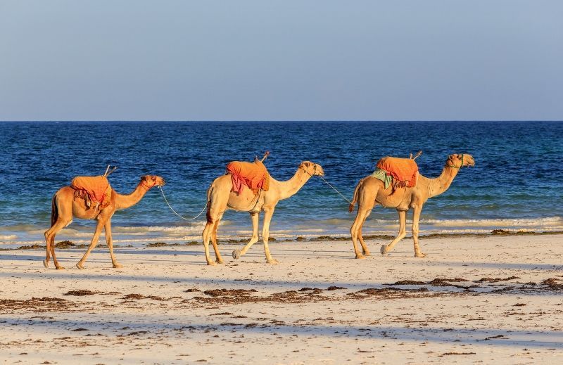 Safari Tsavo East – Amboseli et Séjour au Kappa Club Crystal Bay Resort 4*sup pas cher photo 2