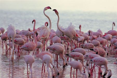 Safari Tsavo East – Amboseli – Tsavo West 3 nuits et Séjour au Neptune Paradise Beach Resort & Spa 4 pas cher photo 2