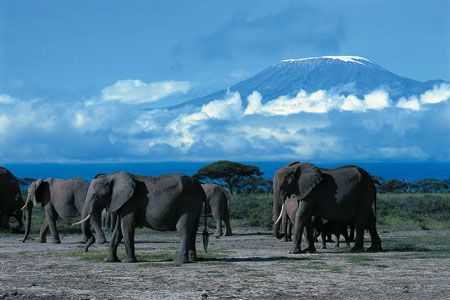 Safari Tsavo East – Amboseli – Tsavo West 3 nuits et Séjour au Neptune Palm Beach Boutique Resort &  pas cher photo 2