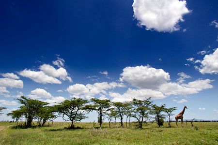 Safari Tsavo East/West et Séjour au Neptune Palm Beach Boutique Resort & Spa 4* pas cher photo 2