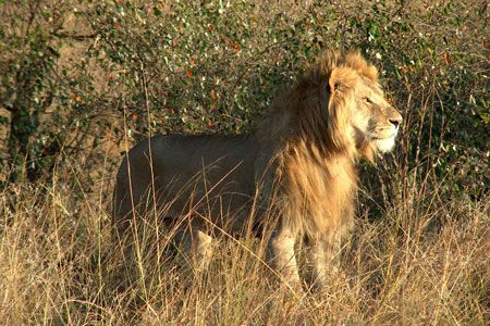Safari Tsavo East – Amboseli – Tsavo West 3 nuits et Séjour au Kappa Club AHG Lion Beach Resort 4*nl pas cher photo 2