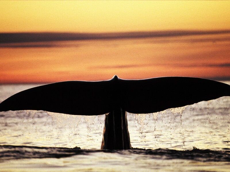 Circuit Lofoten, Fjords Et Safari Baleine pas cher photo 4