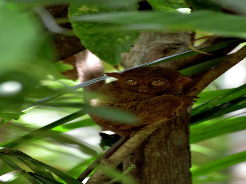 Circuit privé, Découverte des Philippines 11 nuits pas cher photo 11