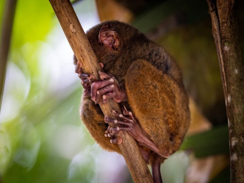 Circuit Immersion aux Philippines pas cher photo 1