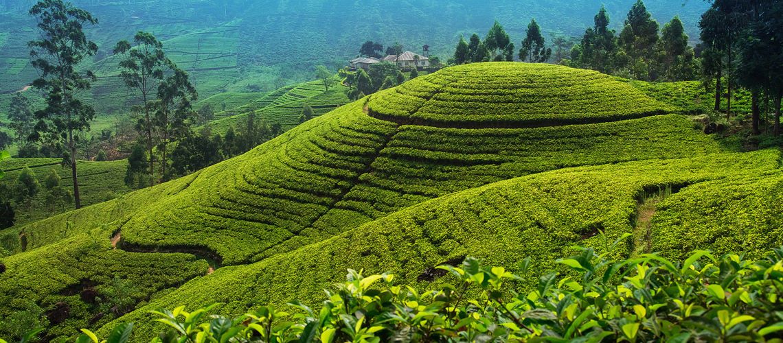 Circuit Kappa Découverte Sri Lanka 4* et extension Anantaya Resort & Spa 5*nl pas cher photo 3