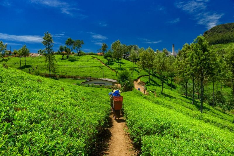 Circuit Coralia Les incontournables du Sri Lanka & Extension Pullman Bentota Resort & Spa 4* (ex NH pas cher photo 6