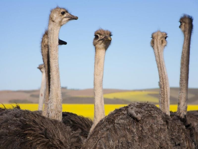 Circuit Le Cap et Garden route pas cher photo 9