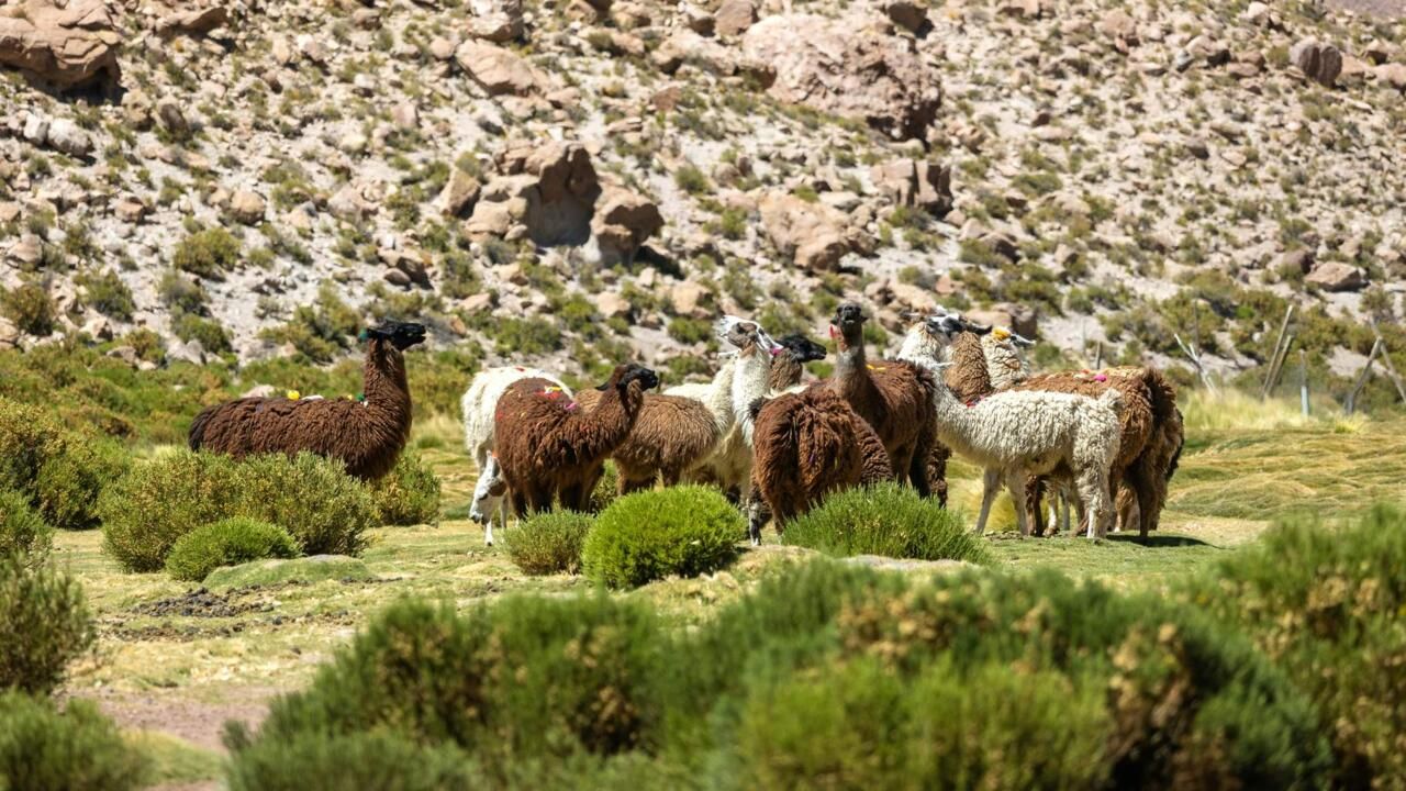 Circuit Privatif Voyage au Coeur de l'Atacama 3* pas cher photo 13