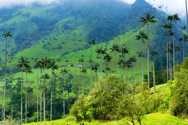 Circuit Viva Colombia et Parc Tayrona ! 2*Nouveauté 2026 2* pas cher photo 10