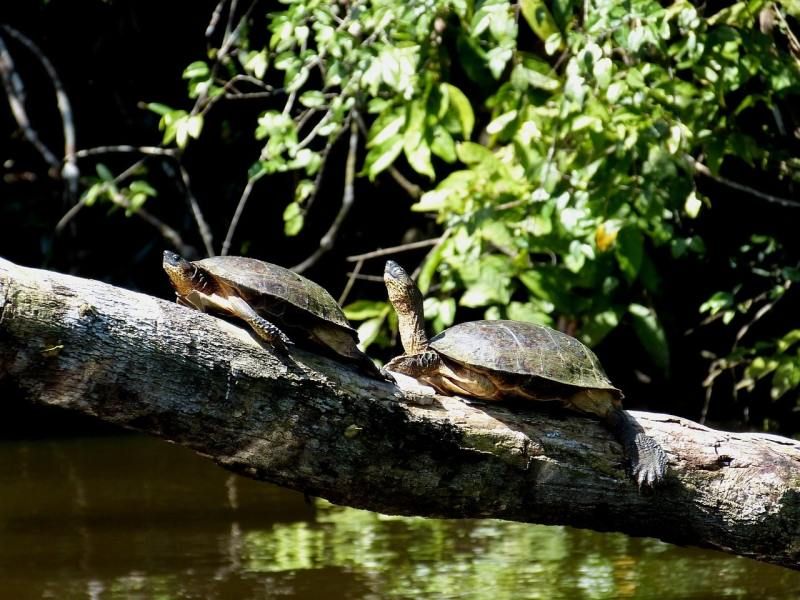 Circuit Rendez-vous au Costa Rica + Extension Tortuguero pas cher photo 11
