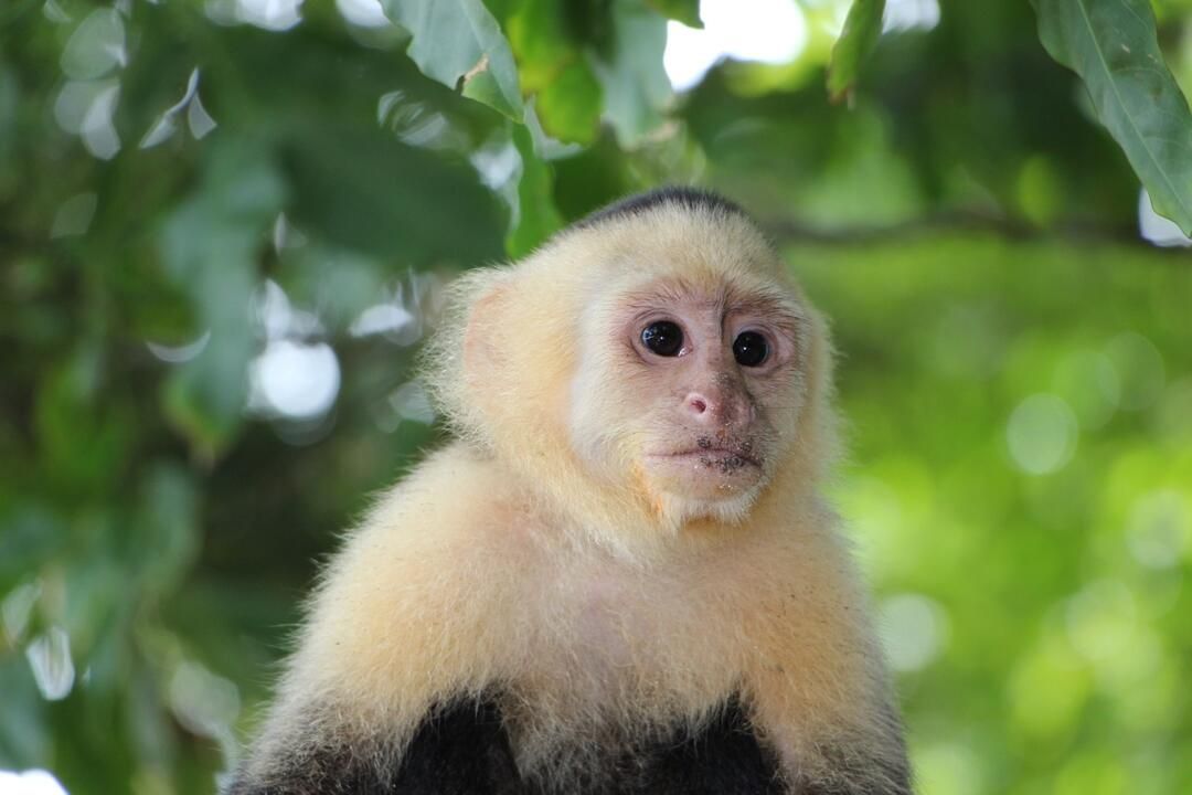 Circuit entre Jungles et Forêts du Costa Rica et Tortuguero 3* pas cher photo 7