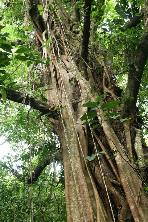 Circuit entre Jungles et Forêts du Costa Rica et Tortuguero 3* pas cher photo 11