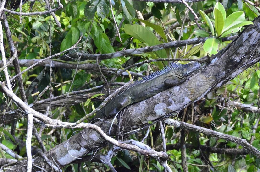Circuit entre Jungles et Forêts du Costa Rica et Tortuguero 3* pas cher photo 14