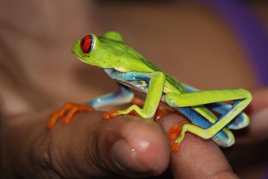 Circuit entre Jungles et Forêts du Costa Rica et Tortuguero 3* pas cher photo 21