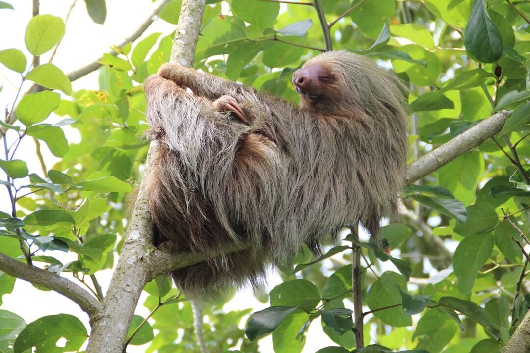 Circuit entre Jungles et Forêts du Costa Rica et Tortuguero 3* pas cher photo 29