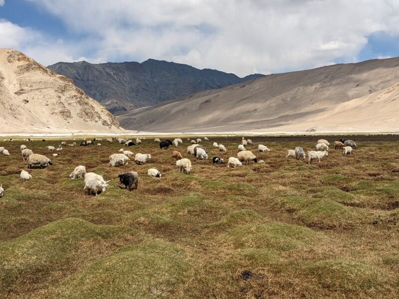 Circuit Trek au Ladakh pas cher photo 6