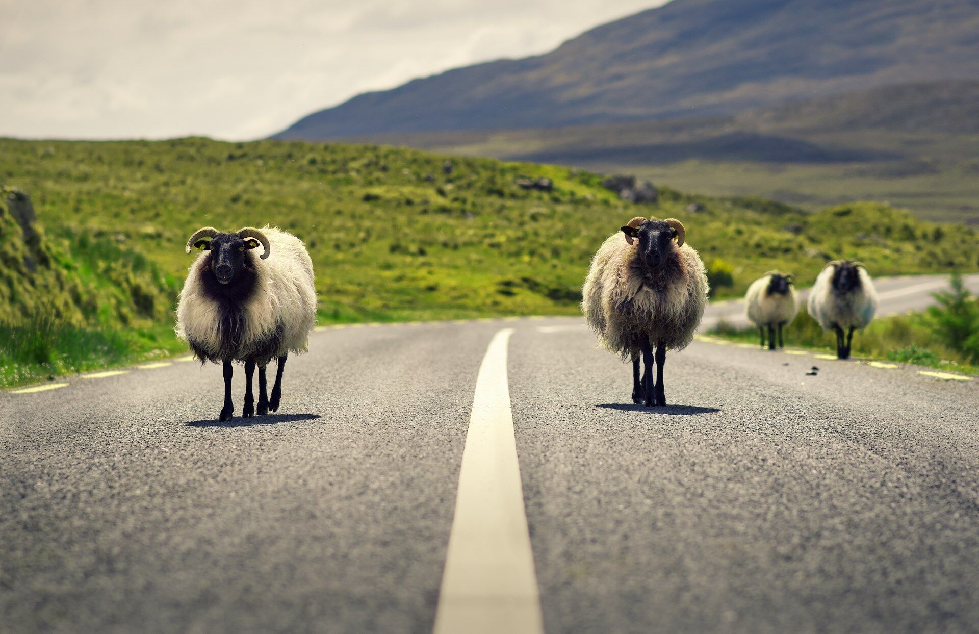 Sur la route : Irlande - Hôtels 3*/4* (nl) - 8J/7N - 2026 pas cher photo 3