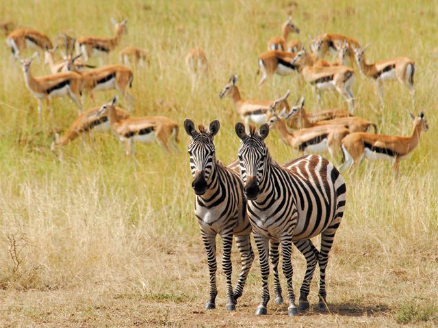 Safari Tsavo East/West et Séjour au Crystal Bay Resort 4* pas cher photo 2