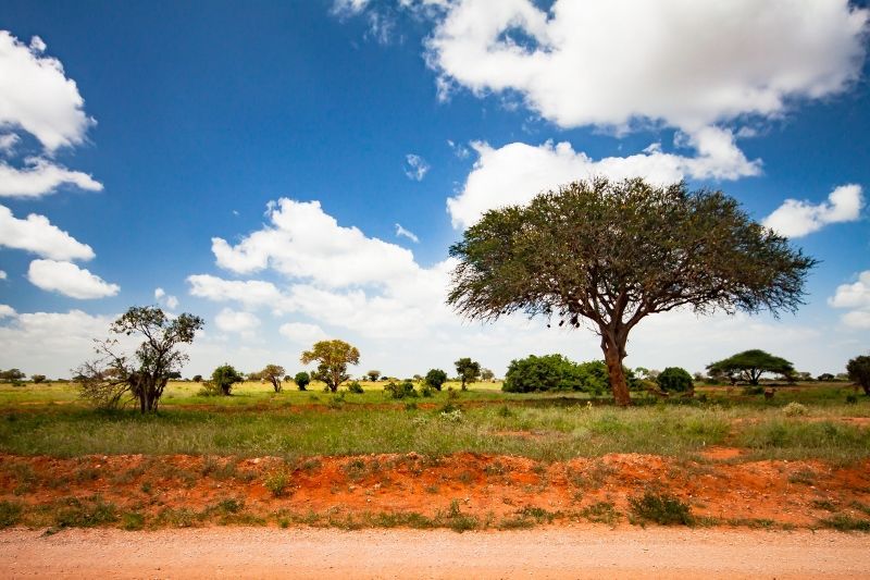 Safari 3 nuits Tsavo East, Amboseli et Séjour au Neptune Village Beach Resort & Spa 4*nl pas cher photo 2
