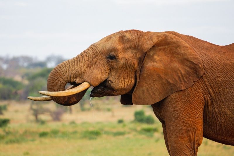 Safari 3 nuits Tsavo East, Amboseli et Séjour au Neptune Village Beach Resort & Spa 4*nl pas cher photo 3