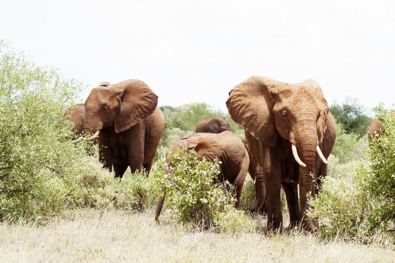Safari 3 nuits Tsavo East, Amboseli et Séjour au Neptune Village Beach Resort & Spa 4*nl pas cher photo 4