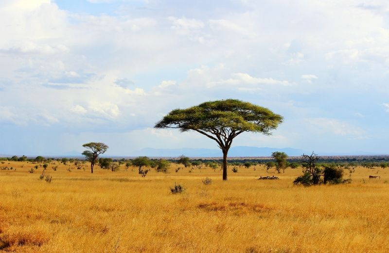 Safari 3 nuits Tsavo East, Amboseli et Séjour au Neptune Village Beach Resort & Spa 4*nl pas cher photo 5