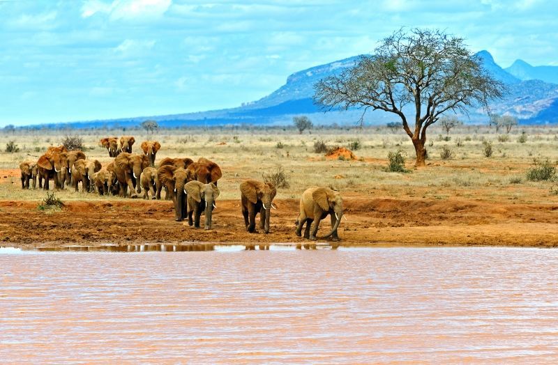 Safari 3 nuits Tsavo East, Amboseli et Séjour au Neptune Village Beach Resort & Spa 4*nl pas cher photo 6