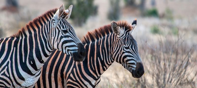 Safari 3 nuits Tsavo East, Amboseli et Séjour au Neptune Village Beach Resort & Spa 4*nl pas cher photo 7