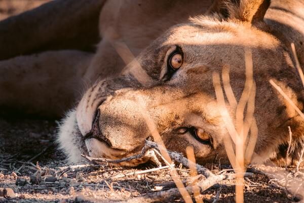 Circuit Du Royaume des Animaux aux Sables du Kalahari pas cher photo 2