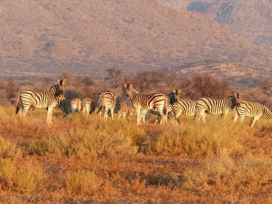 Circuit Du Royaume des Animaux aux Sables du Kalahari pas cher photo 11
