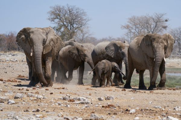 Circuit Namibie : Les plus vieux déserts du Monde pas cher photo 3