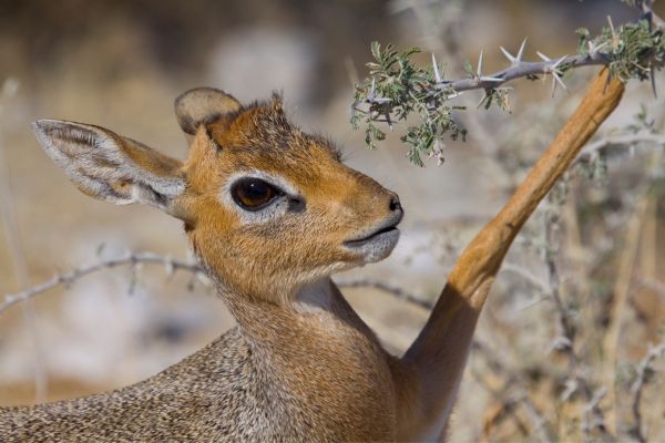 Circuit Namibie : Les plus vieux déserts du Monde pas cher photo 5