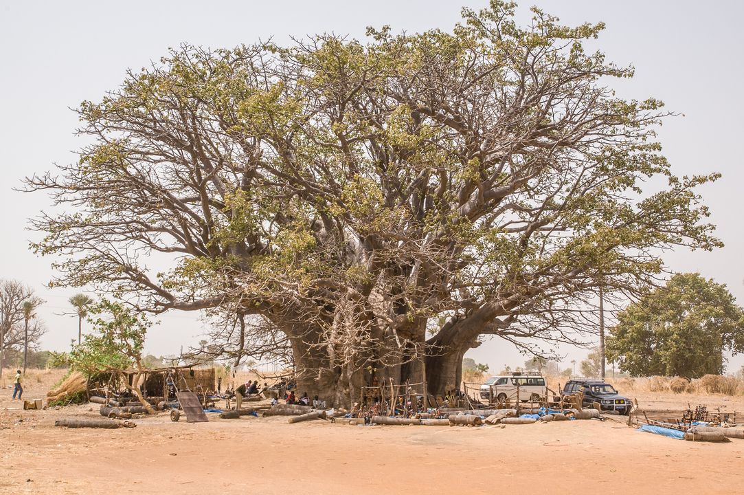 Circuit Privatif Evasion au Sénégal entre Culture et Plage 3*-4* pas cher photo 30
