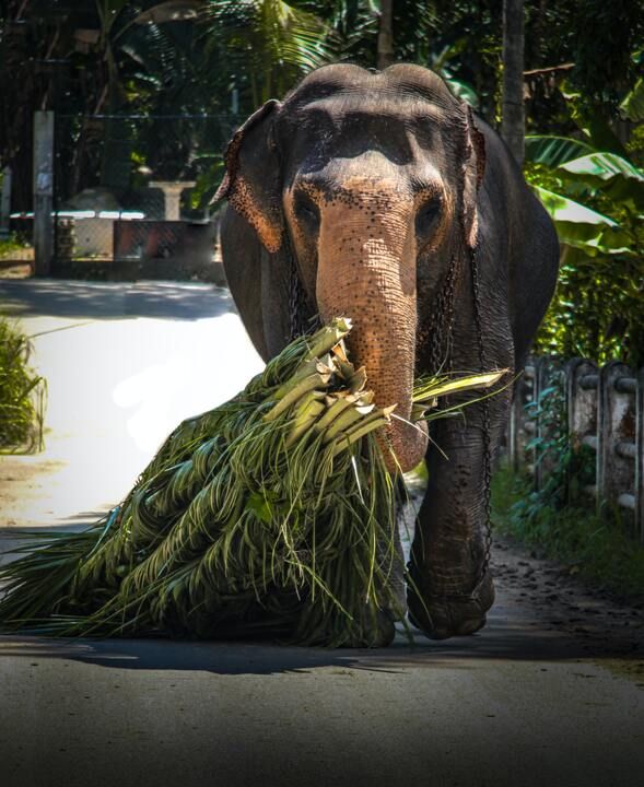 Circuit Privatif Evasion au Sri Lanka 3* pas cher photo 24