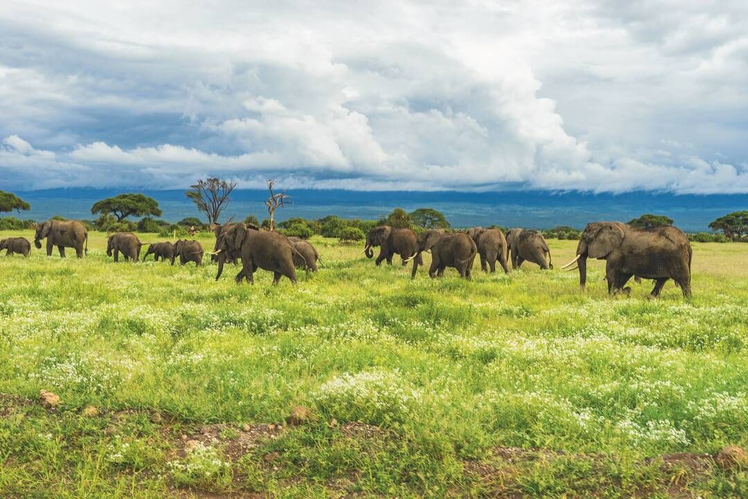 Safari Privatif En Terre Sauvage pas cher photo 2