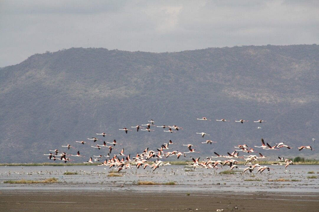 Safari Privatif En Terre Sauvage pas cher photo 3