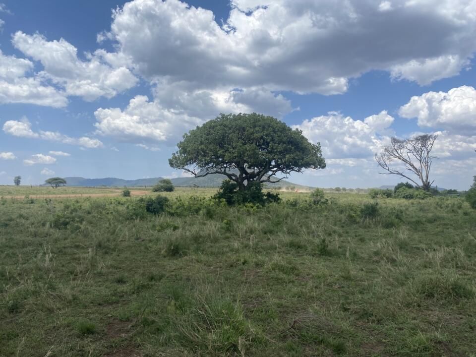 Safari Privatif En Terre Sauvage pas cher photo 11
