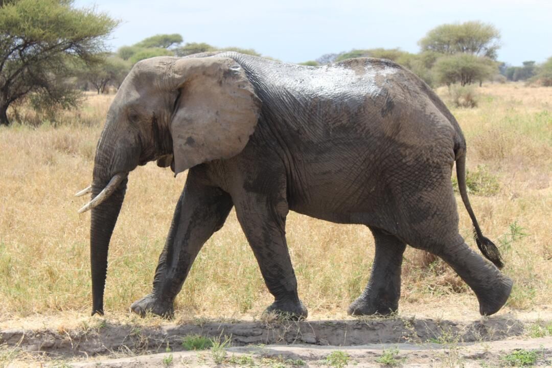 Safari Privatif En Terre Sauvage pas cher photo 12