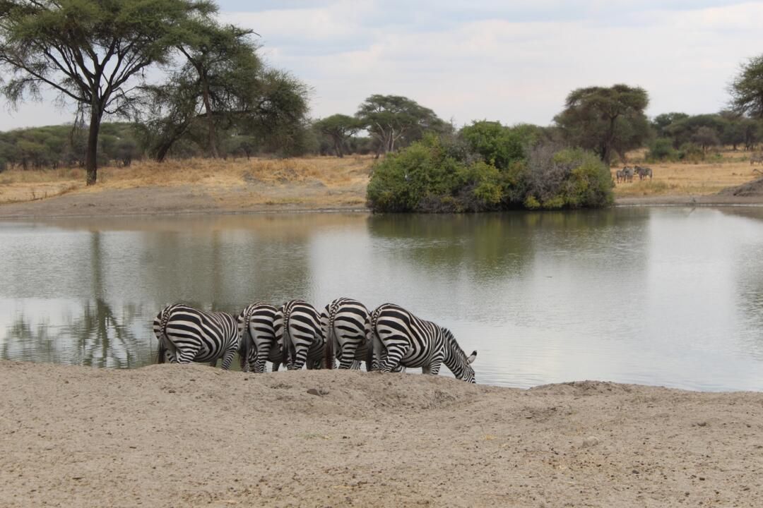 Safari Privatif En Terre Sauvage pas cher photo 13