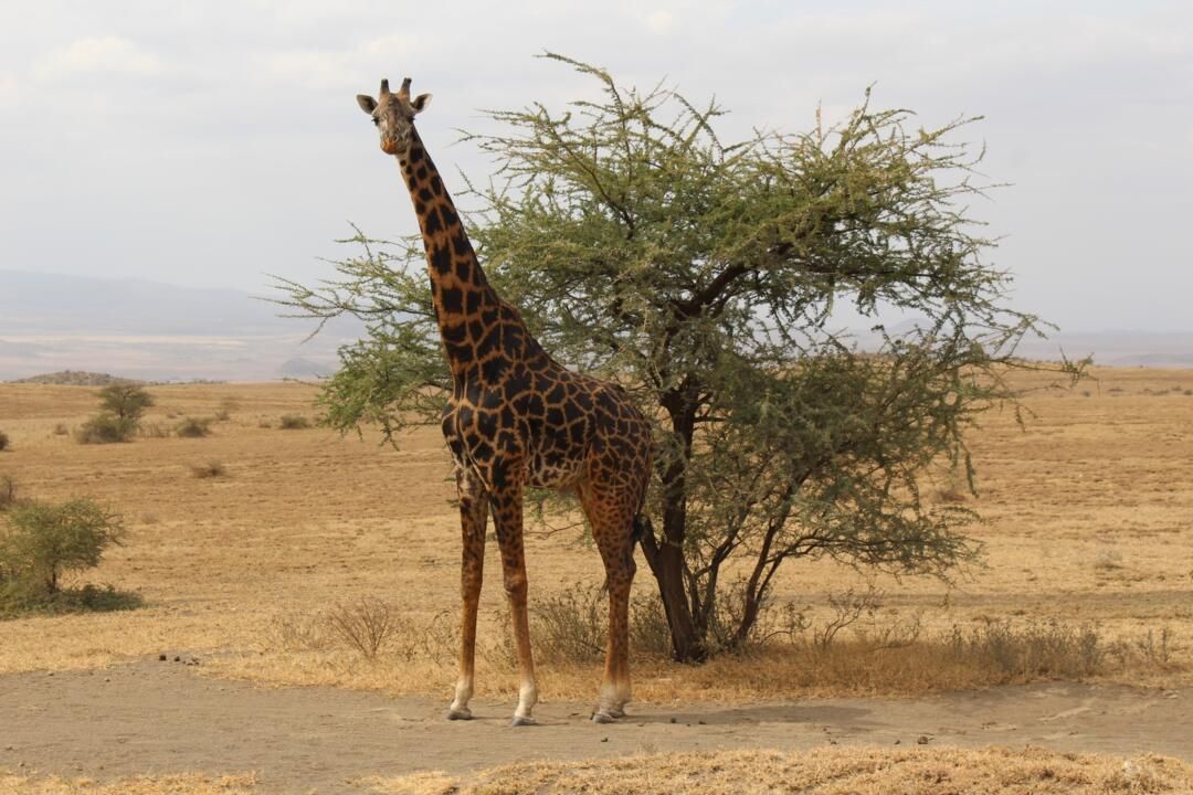 Safari Privatif En Terre Sauvage pas cher photo 14