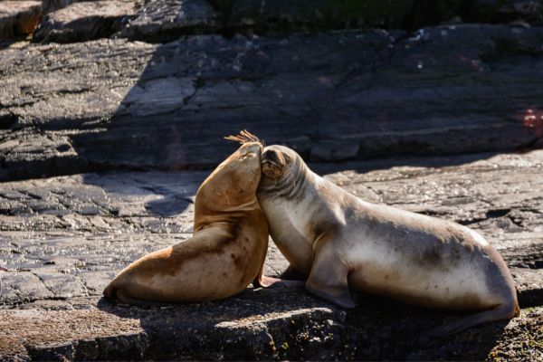 Circuit Contrastes de la Terre de Feu et du Nord Argentin pas cher photo 30