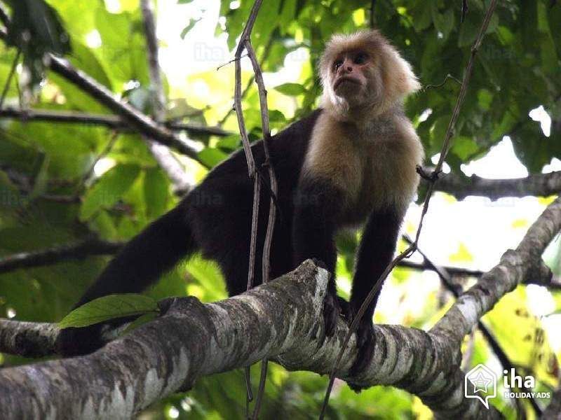 Circuit privé entre jungle, plages et volcan pas cher