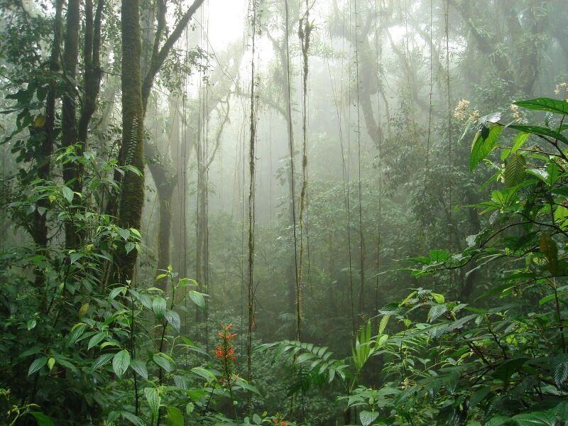 Circuit privé entre jungle, plages et volcan pas cher photo 12