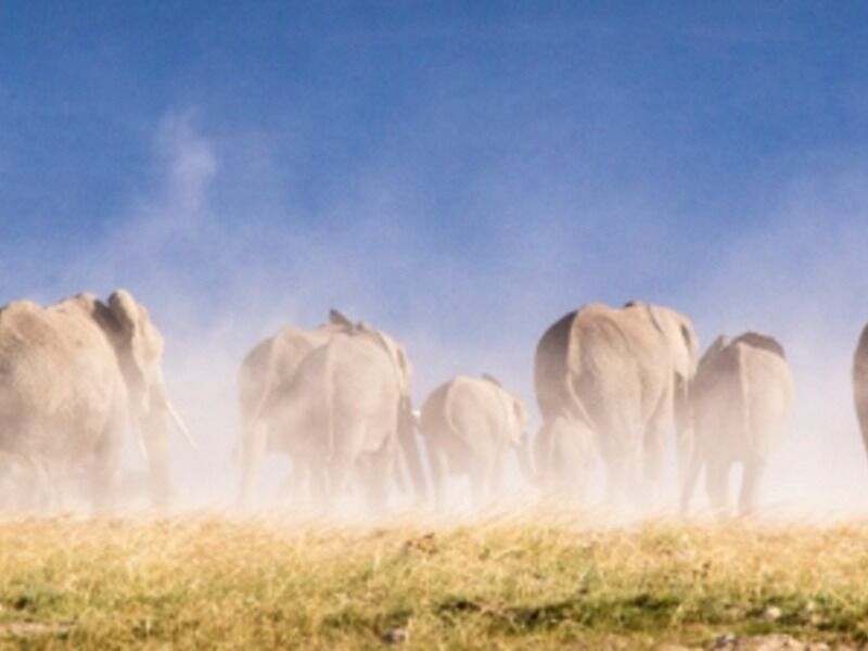 Combiné d'Amboseli au Serengeti pas cher photo 3