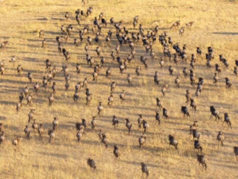 Combiné d'Amboseli au Serengeti pas cher photo 6